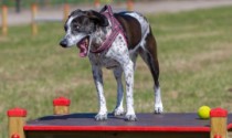 Equipements pour le dressage d'animaux