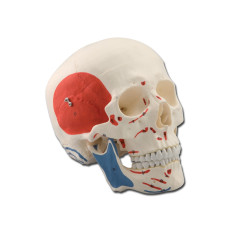 crâne-éducatif-musculaire-h1332