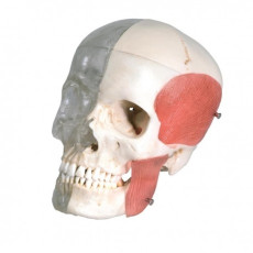 bonelike-crâne-d'enseignement-combiné-osseux-transparent-h31702