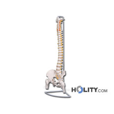 colonne-vertébrale-anatomique-h1334