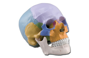 crâne-didactique-coloré-h1331