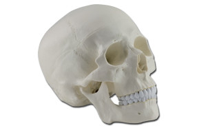 modèle-anatomique-de-crâne-humain-h1333