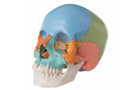 crâne-anatomique-humain-décomposable-en-22-parties-h31701
