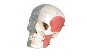 bonelike-crâne-d'enseignement-combiné-osseux-transparent-h31702