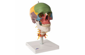 crâne-didactique-sur-vertèbres-cervicales-h31703