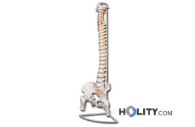 colonne-vertébrale-anatomique-h1334