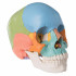 crâne-anatomique-humain-décomposable-en-22-parties-h31701-secondaire