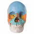 crâne-anatomique-humain-décomposable-en-22-parties-h31701-secondaire