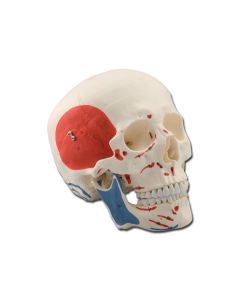 crâne-éducatif-musculaire-h1332