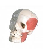 bonelike-crâne-d'enseignement-combiné-osseux-transparent-h31702