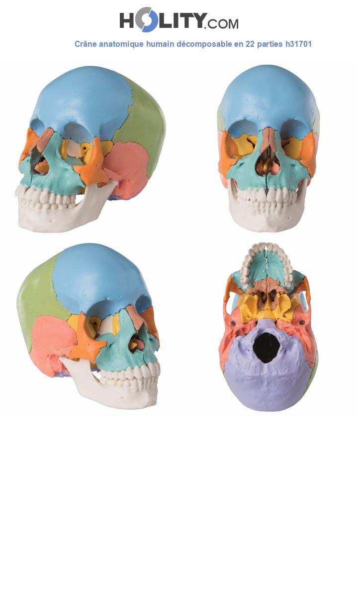 Crâne anatomique humain décomposable en 22 parties h31701