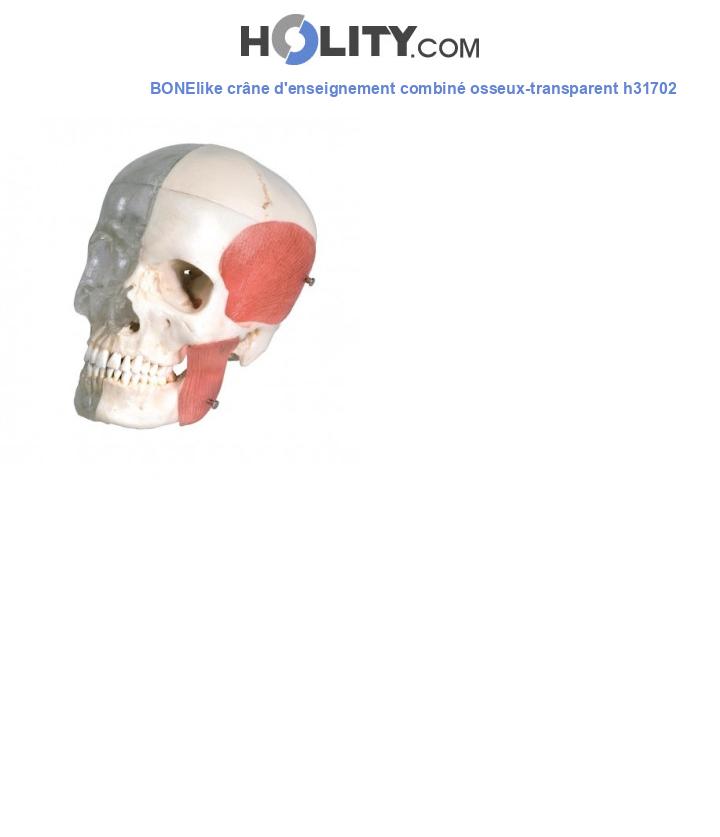 BONElike crâne d'enseignement combiné osseux-transparent h31702