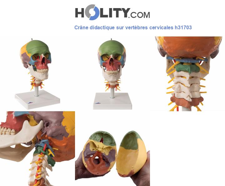 Crâne didactique sur vertèbres cervicales h31703