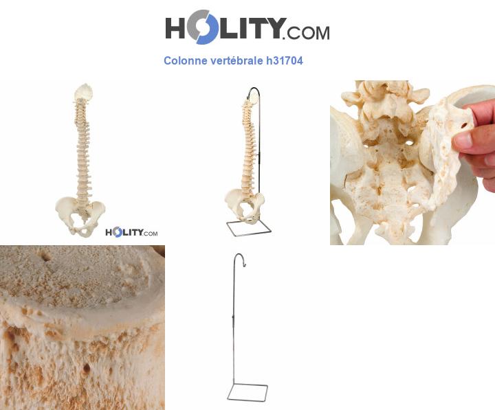 Colonne vertébrale h31704