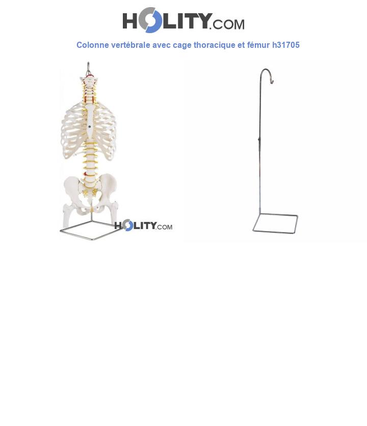 Colonne vertébrale avec cage thoracique et fémur h31705